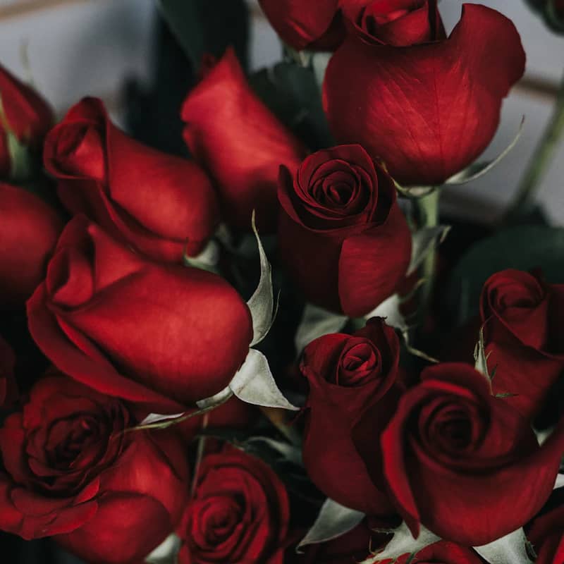 Love & Romance flowers