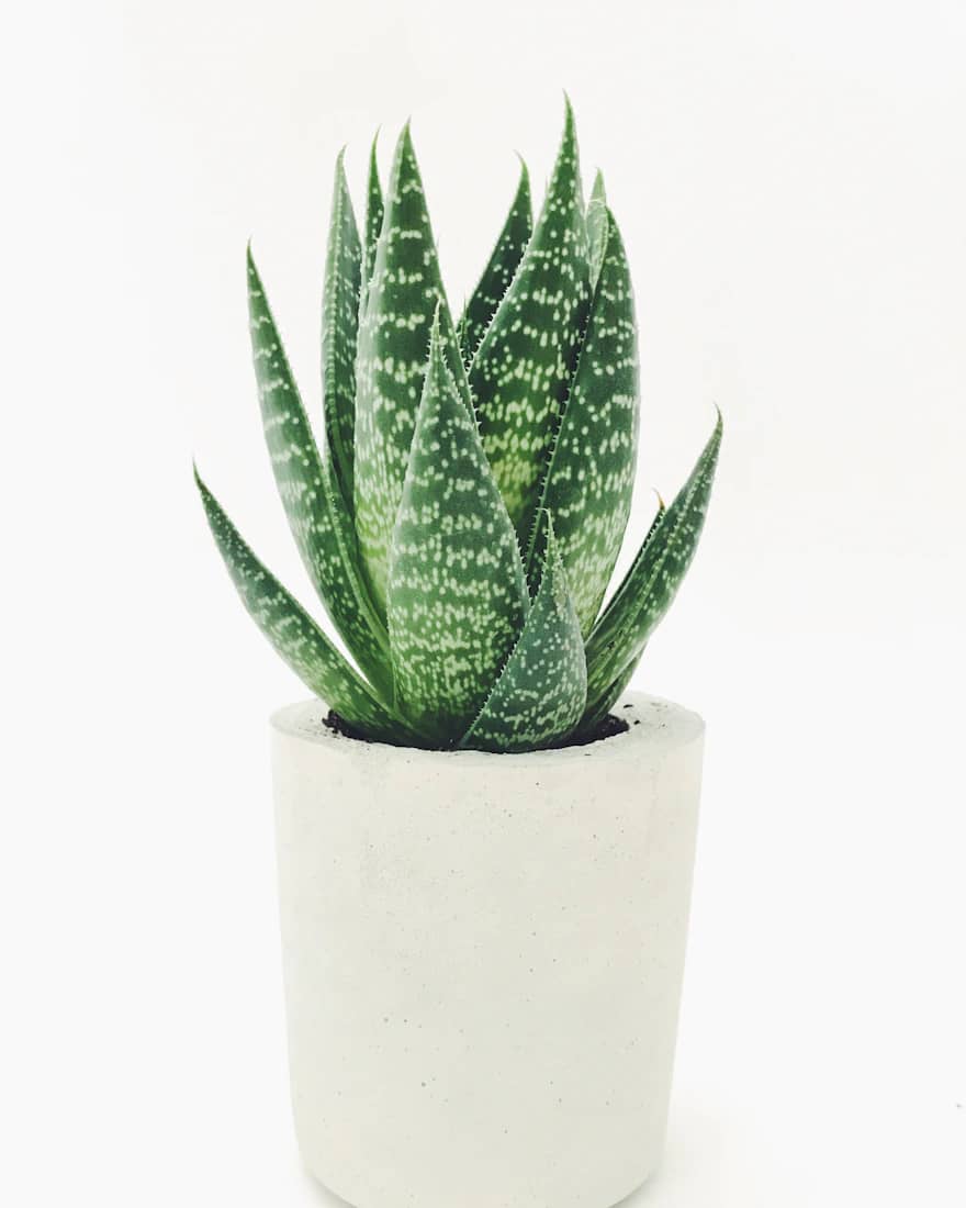 Healing Aloe Vera Plant