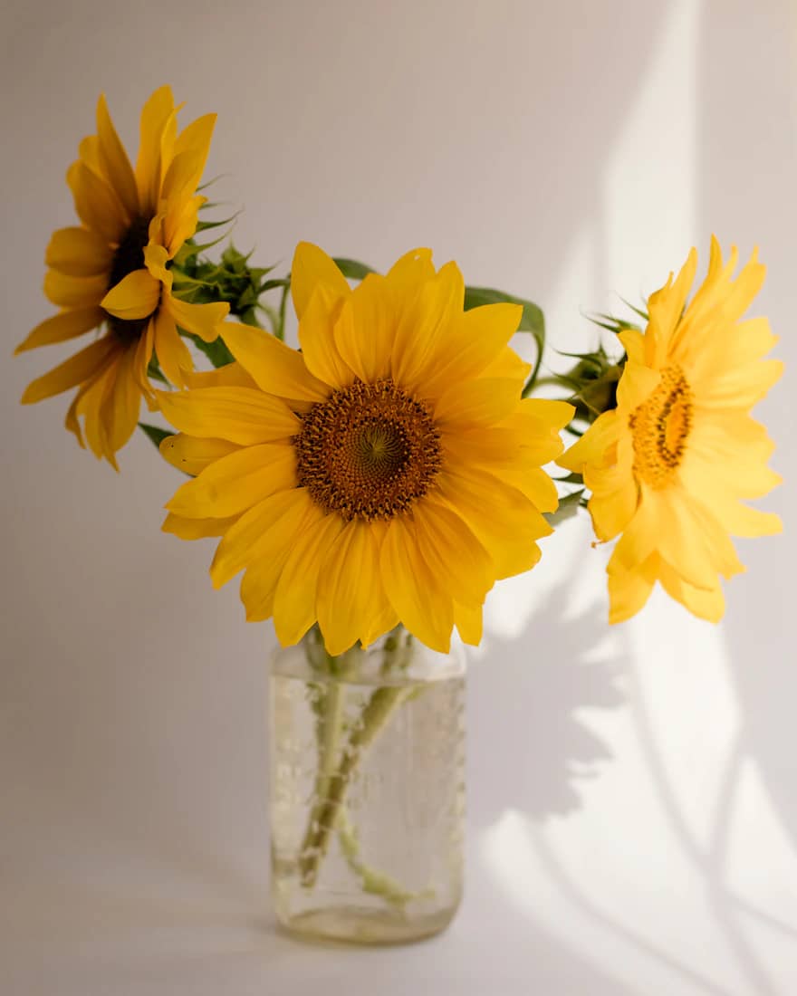 Golden Hour Sunflowers