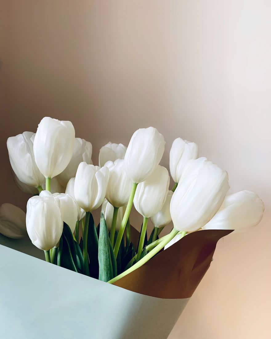 Pure White Tulips