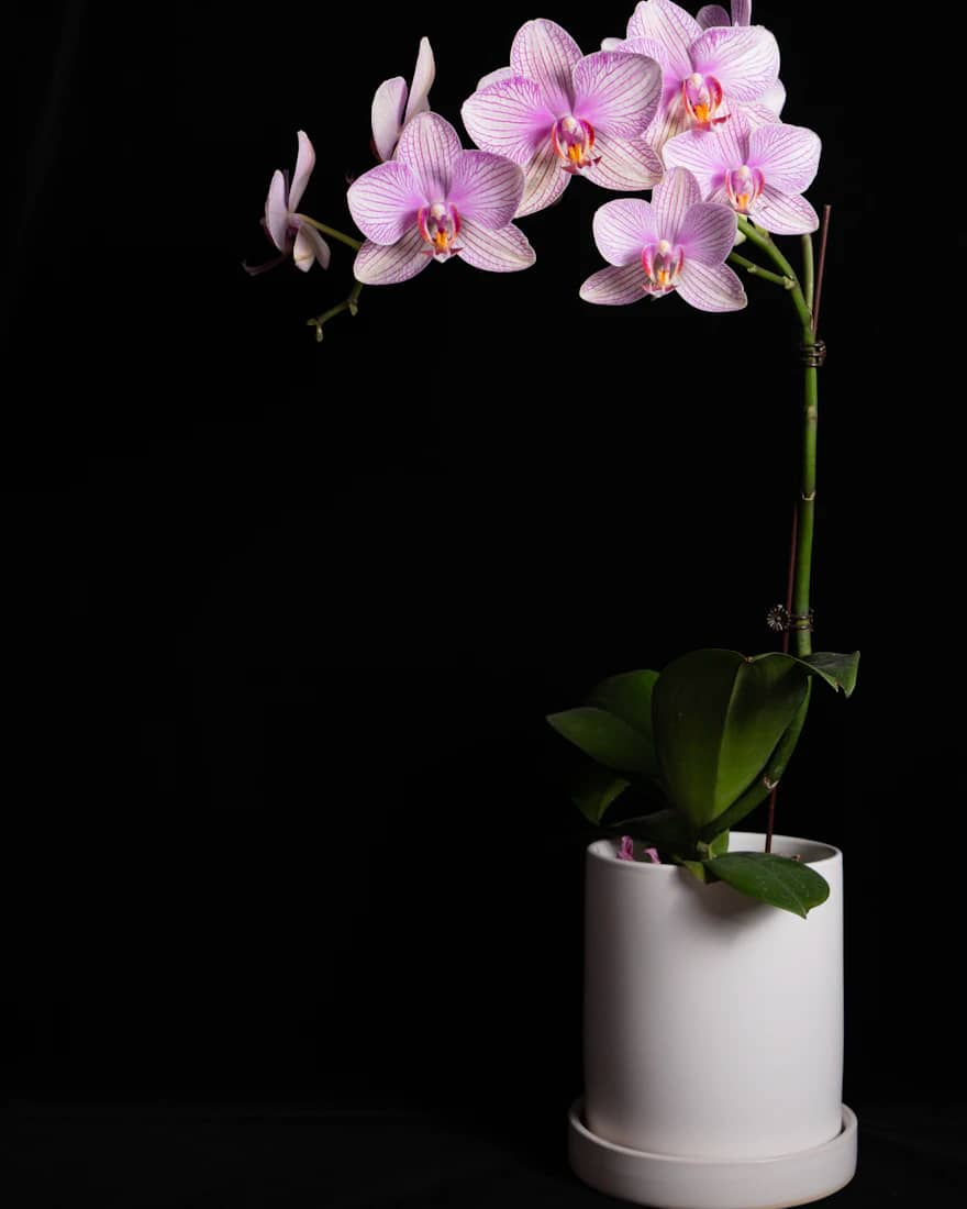 Magenta Orchid Plant