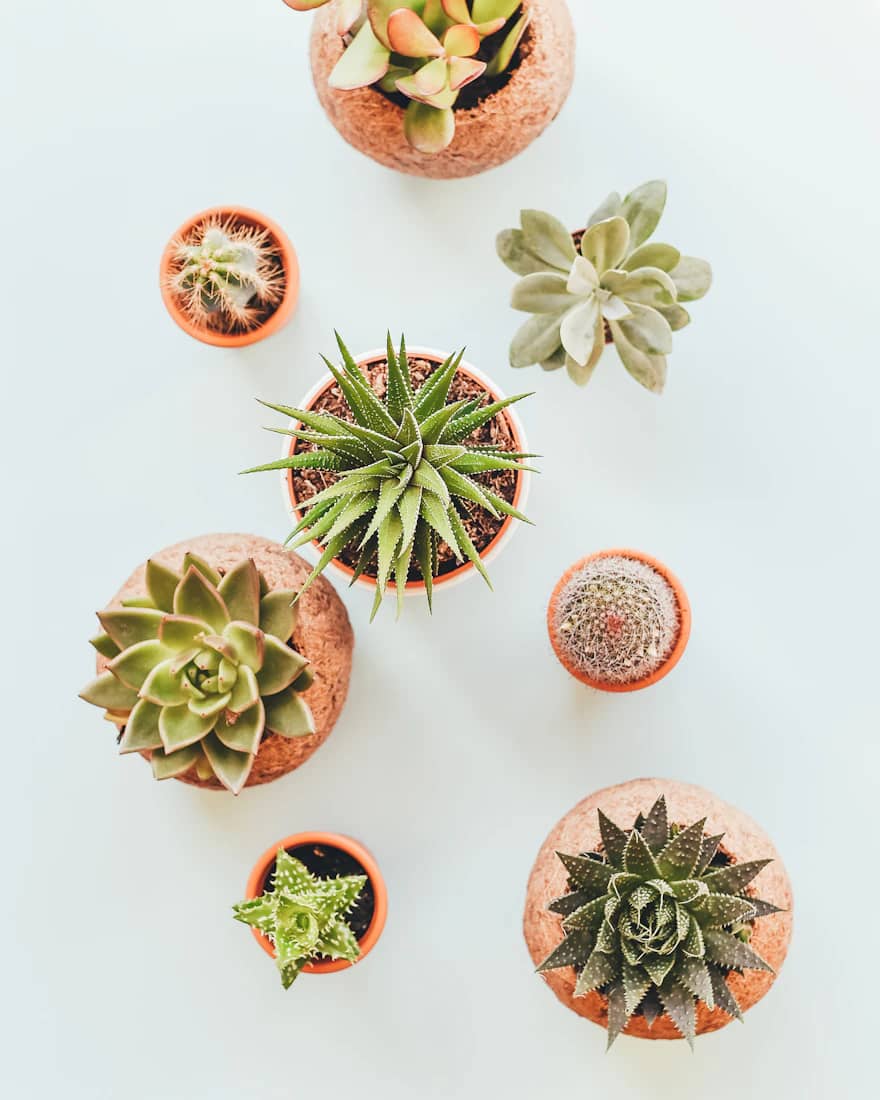 Succulent Garden Trio