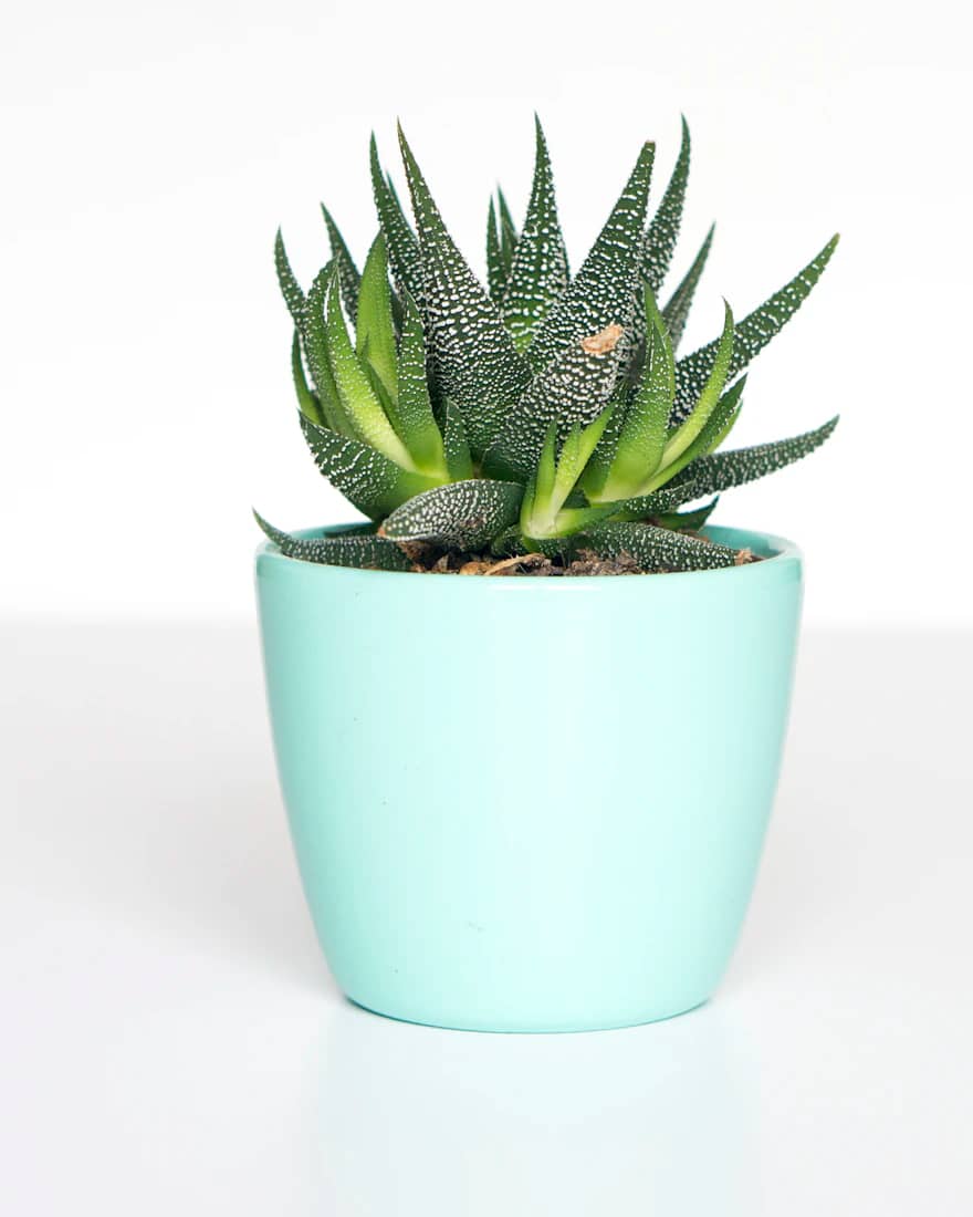 Teal Pot Succulent