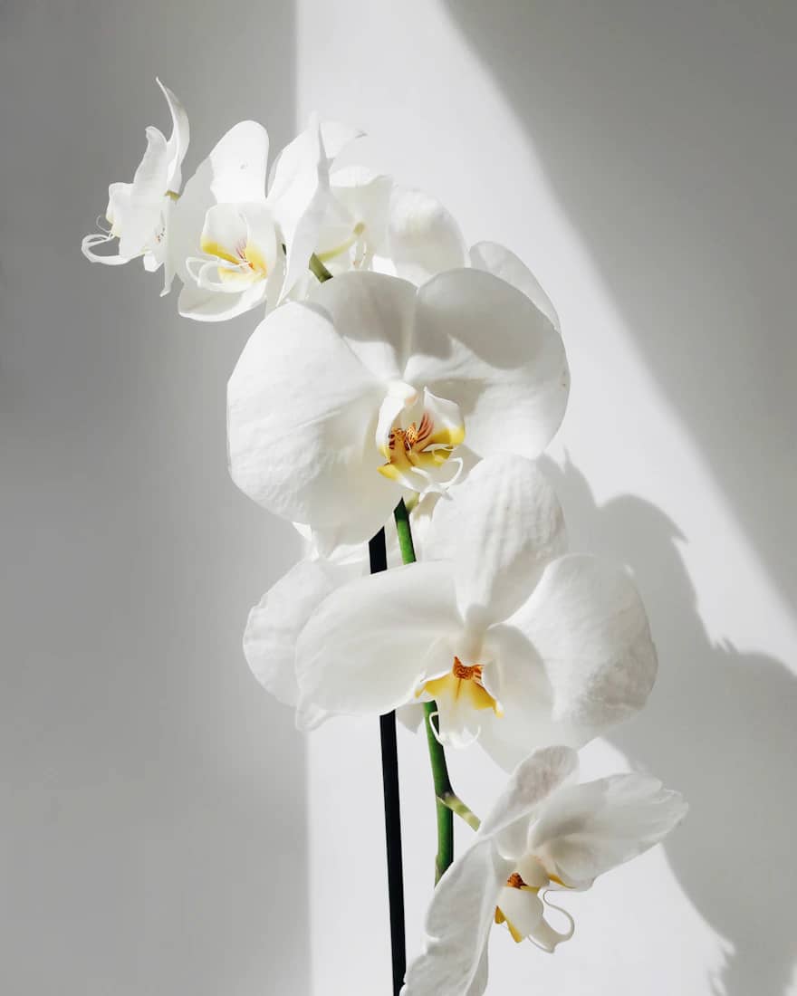 White Moth Orchid Plant